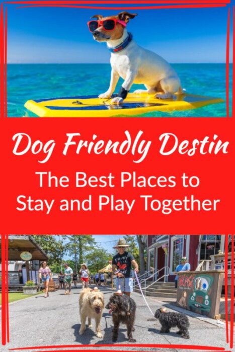 Visiting Destin with your Dog: Pet Friendly Beaches, Restaurants