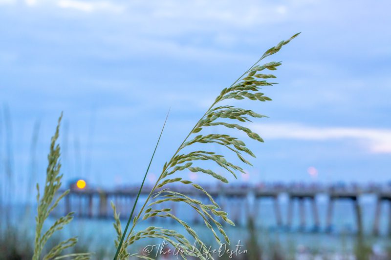 Sea Oats at the Okaloosa Island Pier to show that fall is the best time to visit Destin and see the sea oats in full bloom