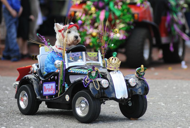 A dog in the Mardi Paws parade at Baytowne Wharf