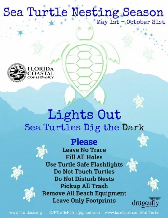 Destin Sea Turtle Nesting Season - The Good Life Destin