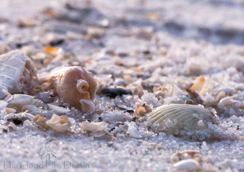 Destin Beach Shells