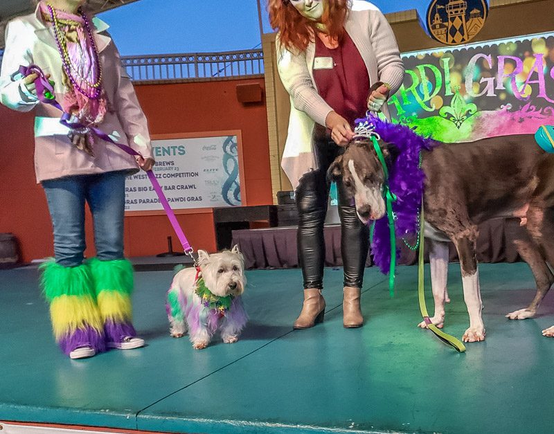 Dogs in Mardi Gras costumes in February in Destin at Harborwalk Village