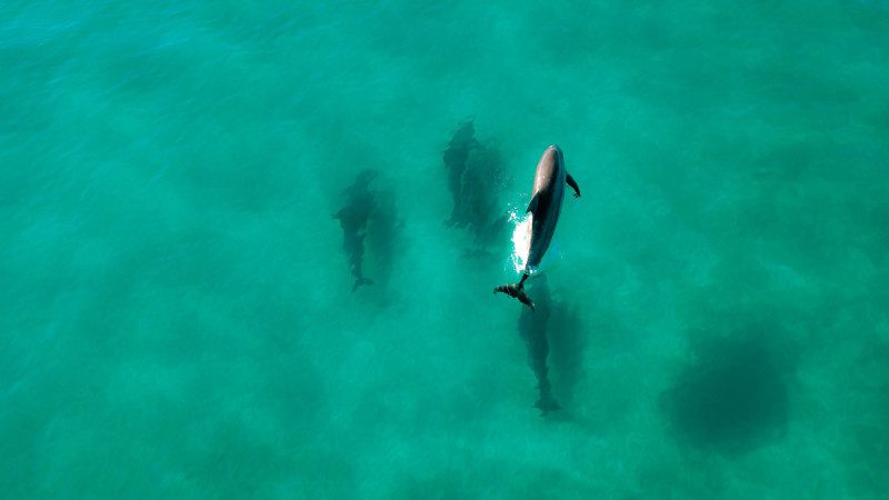 Dolphins from Parasail in Destin
