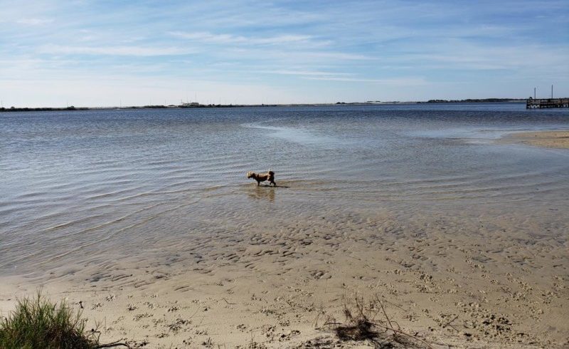 Visiting Destin with your Dog: Pet Friendly Beaches, Restaurants & Hotels -  The Good Life Destin
