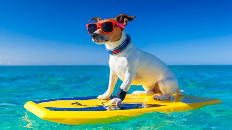 Dog on a surfboard in Destin