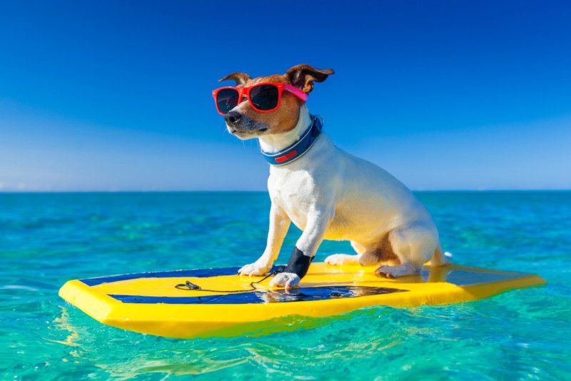 Dog on a surfboard in Destin