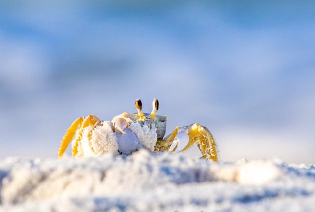 Ghost crab on the Beach