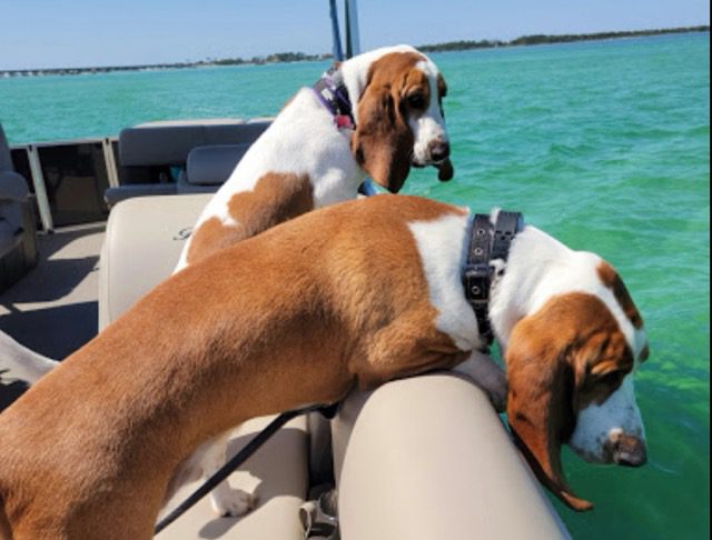 Dogs on a boat ride in Destin