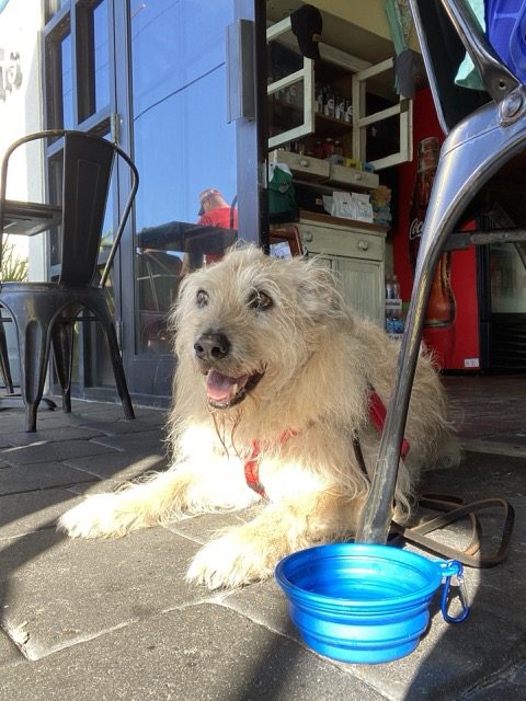 Dog with a water bowl at Camilles in Destin