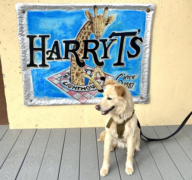 Dog in front of the Harry T's sign