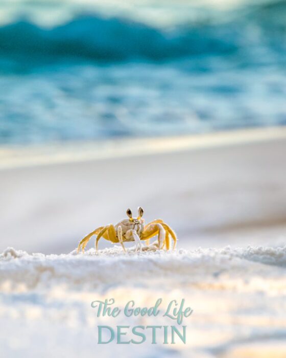 ghost crab at the beach in Destin