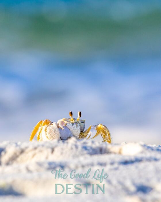 ghost crab at the gulf of mexico beach