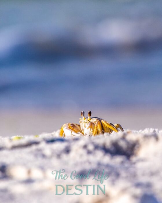 ghost crab at dusk on the beach