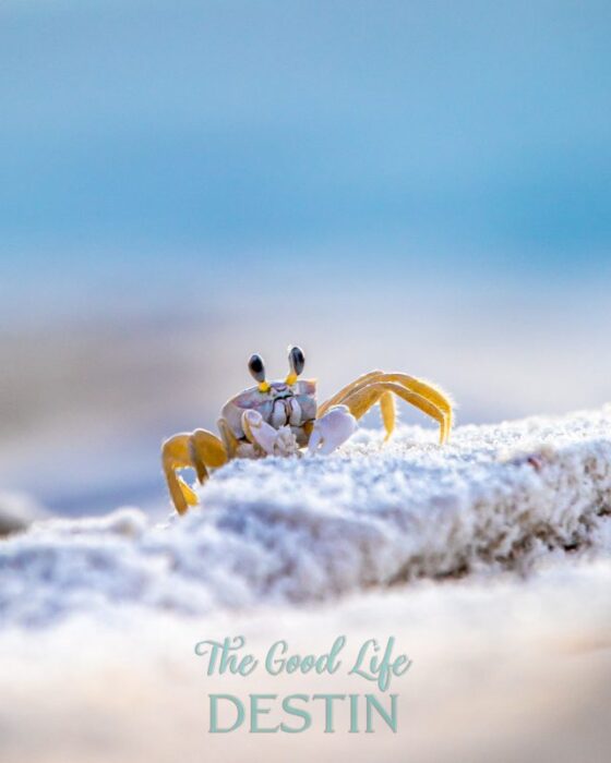 ghost crab digging in the sand