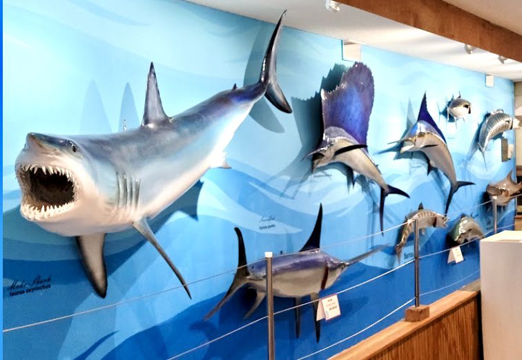 Fish and Shark Mounts at the Destin History and Fishing Museum