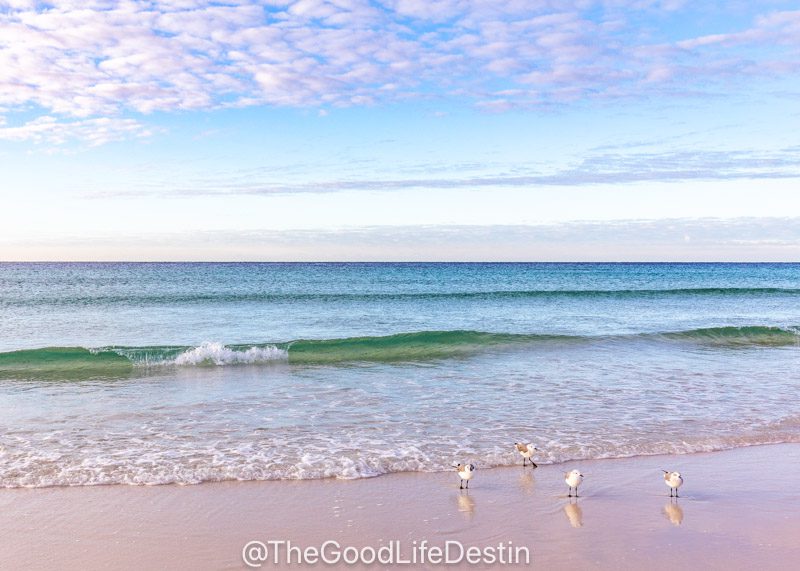 Seagulls on the Beach in Destin enjoying the fall weather