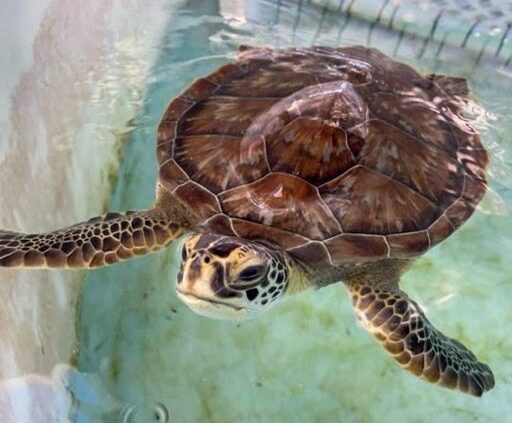 Turtle swimming at the Gulfarium on Okaloosa Island
