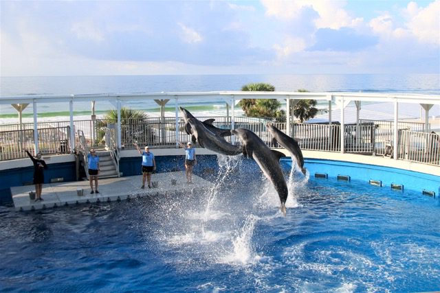 Dolphins jumping at the Gulfarium on Okaloosa Island