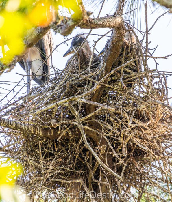 Baby Blue Herons in Nest