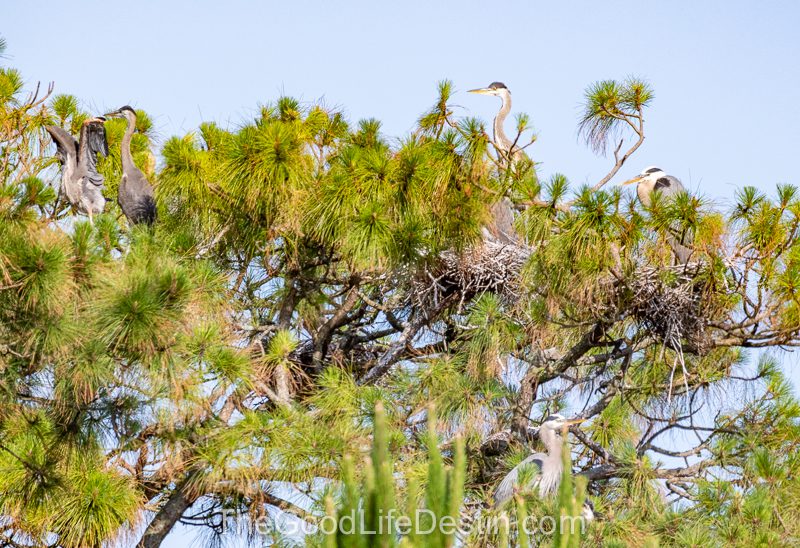 Blue herons in the trees of Okaloosa Island