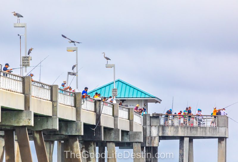 Herons on every post as the fisherman catch fish on the Okaloosa ISland pier